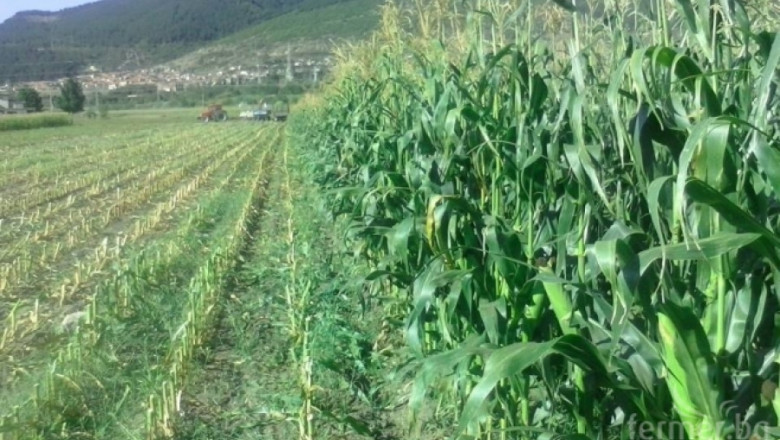 2 стъпки за гарантиран добив от царевицата