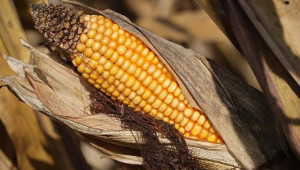 ФАО предупреждава за недостиг на царевица в Южна Африка