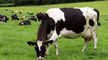 Крави са заразени с птичи грип - Agri.bg