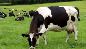 Крави са заразени с птичи грип