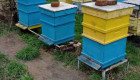Продавам кошери с пчелни семейства - Снимка 1