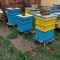 Продавам кошери с пчелни семейства - Агро Работа