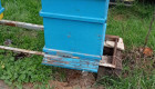 Продавам кошери с пчелни семейства - Снимка 3