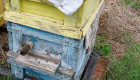 Продавам кошери с пчелни семейства - Снимка 6