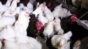 Обявиха ново огнище на птичи грип във ферма с над 86 хил. кокошки-носачки