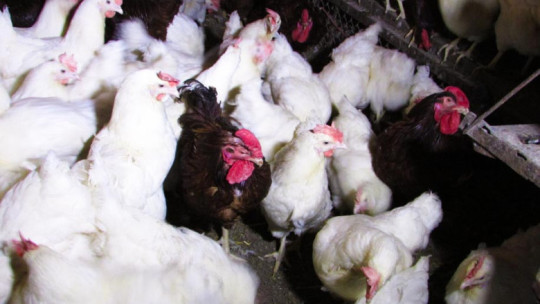 Обявиха ново огнище на птичи грип във ферма с над 86 хил. кокошки-носачки - Agri.bg