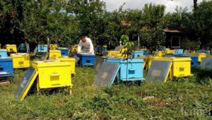 Пчелар: Сушата ще повлияе на добивите от мед тази година