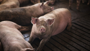Бюджетът за хуманно отношение към свине и птици е 84 млн. лв. - Agri.bg