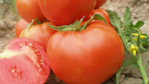 Одобрени са 500 хил. лв. за борба с доматения молец - Agri.bg