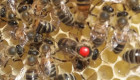 Продавам презимували пчелни майки - Снимка 1