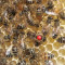 Продавам презимували пчелни майки - Агро Работа