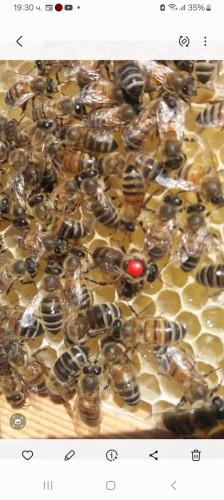 Продавам презимували пчелни майки - Снимка 1