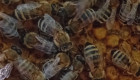 Продавам презимували пчелни майки - Снимка 3