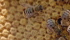 Продавам презимували пчелни майки - Снимка 4