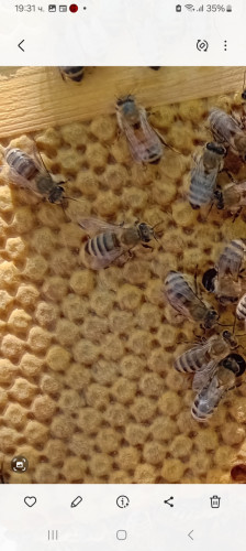 Продавам презимували пчелни майки - Снимка 4