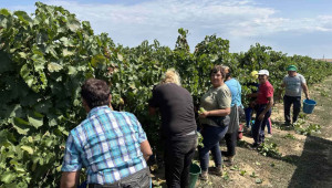 С нови 9% се свива производството на винено грозде у нас - Agri.bg