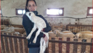 Овцевъд: Цените на агнешкото станаха немислими, няма причини да се покачат