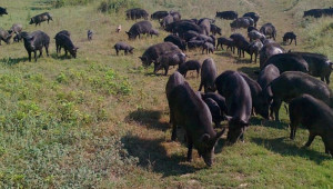 Промени при пасищното отглеждане на свине от Източнобалканската порода