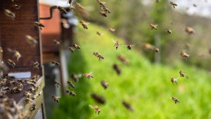 Кошерът на Лоренцо Лангстрот, който тласна пчеларството напред