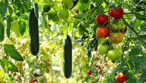 Площите с домати и краставици са се стопили наполовина за 5 години