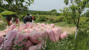 Засилват контрола: Повече проверки на дестилерии и изкупвачи на розов цвят - Agri.bg