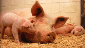 Какво се случва на пазара на свинско месо?