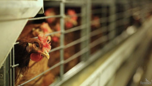 Птичи грип влезе във ферма с кокошки-носачки в Хасково - Agri.bg