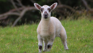 Идеалното великденско агне според румънските овцевъди