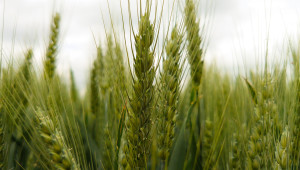 Климатичните промени и производството на пшеница – как земеделците да се справят с предизвикателствата? - Agri.bg