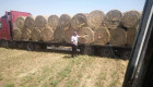 Продавам люцерна със сено на ролони бали регион Пазарджик - Снимка 1