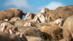 Статистика: Овцефермите намаляват, но стадата стават все по-големи