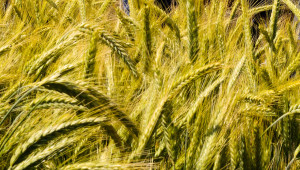 В Добруджа: Пшеницата дава надежда за добри добиви, тревогите за пролетниците си остават
