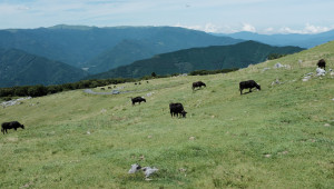 Планират се рестрикции за говедата в Централен Балкан - Снимка 1