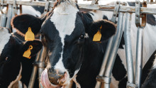 Изкупната цена на краве млякото е надолу с 10 ст./л за месец - Agri.bg