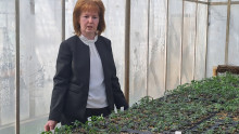Български селекционери пуснаха на пазара розови чери домати - Agri.bg