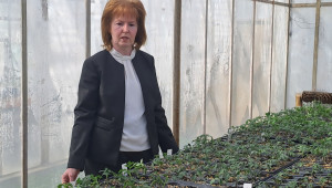 Български селекционери пуснаха на пазара розови чери домати