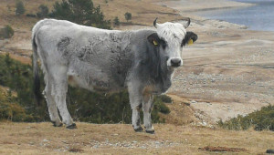 Поне 3 причини защо говедата не са желани в националните паркове - Снимка 1