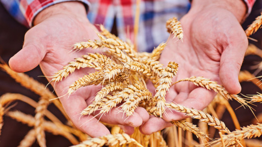 Може ли Европа да защити зърнените си пазари? - Agri.bg
